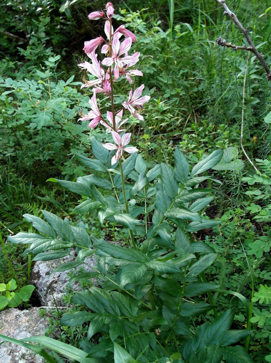 Ясенец голостолбиковый плод