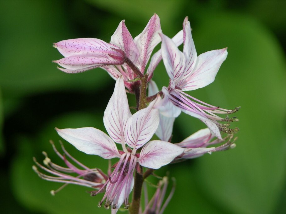 Ясенец мохнатоплодный