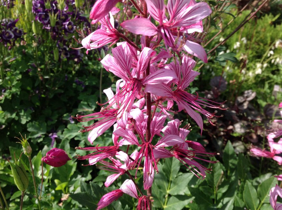 Ясенец розовый