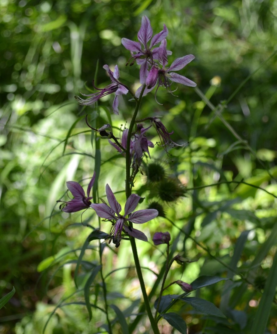 Ясенец Неопалимая Купина
