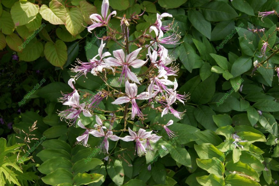 Ясенец кавказский ядовитое растение