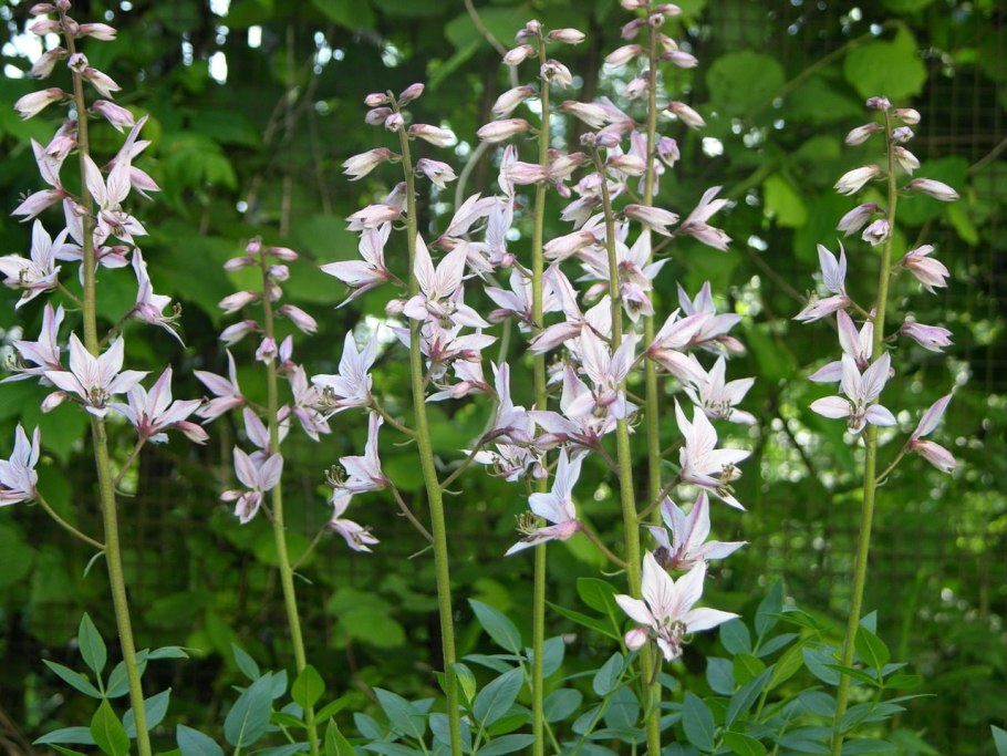 Ясенец белый purpureus