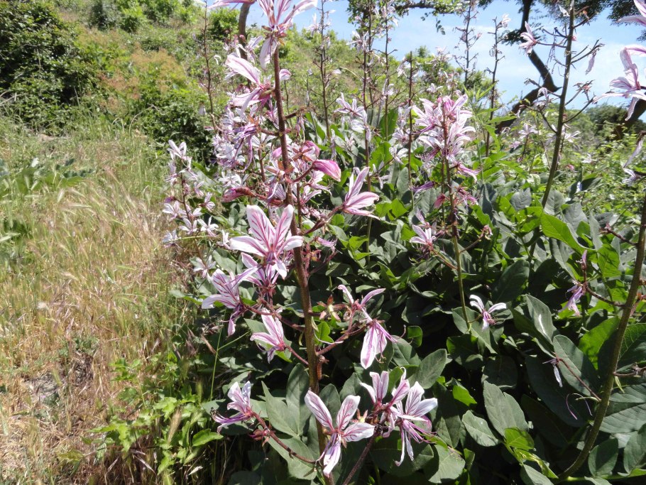 Ясенец белый Шафран