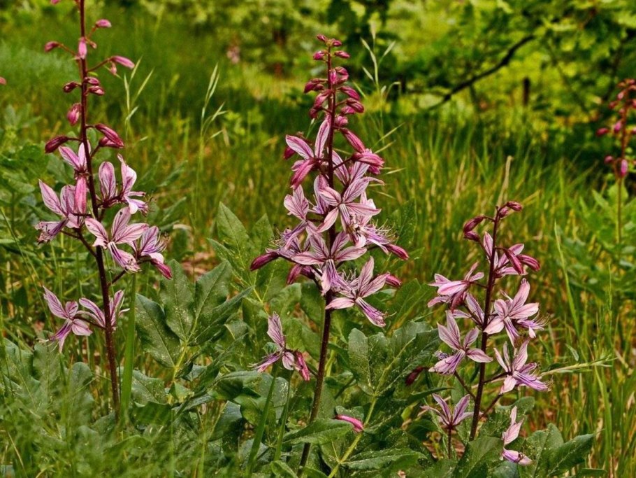 Как горит ясенец