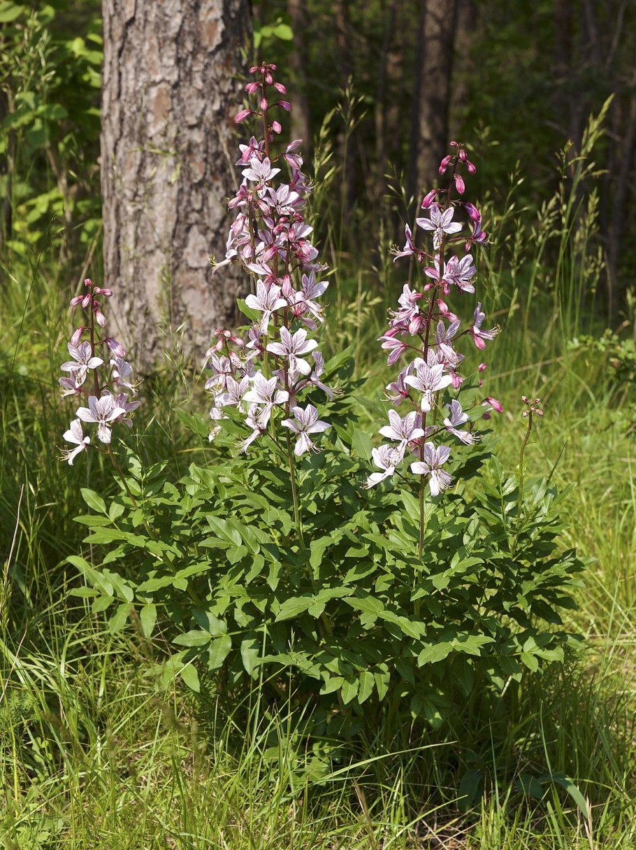 Ясенец рутовый