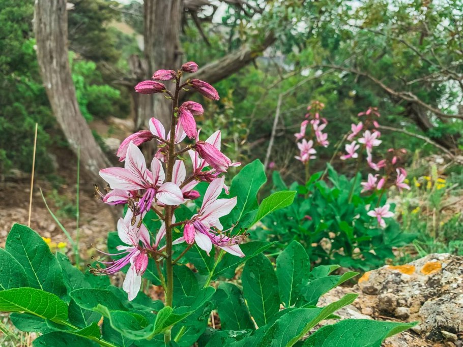 Ясенец голостолбиковый листья