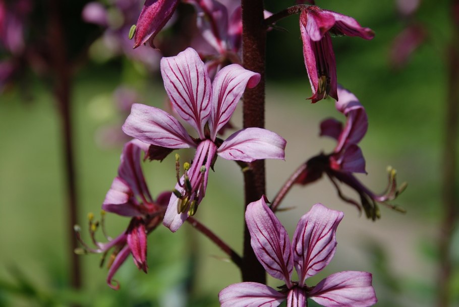 Ясенец неопалимая купина