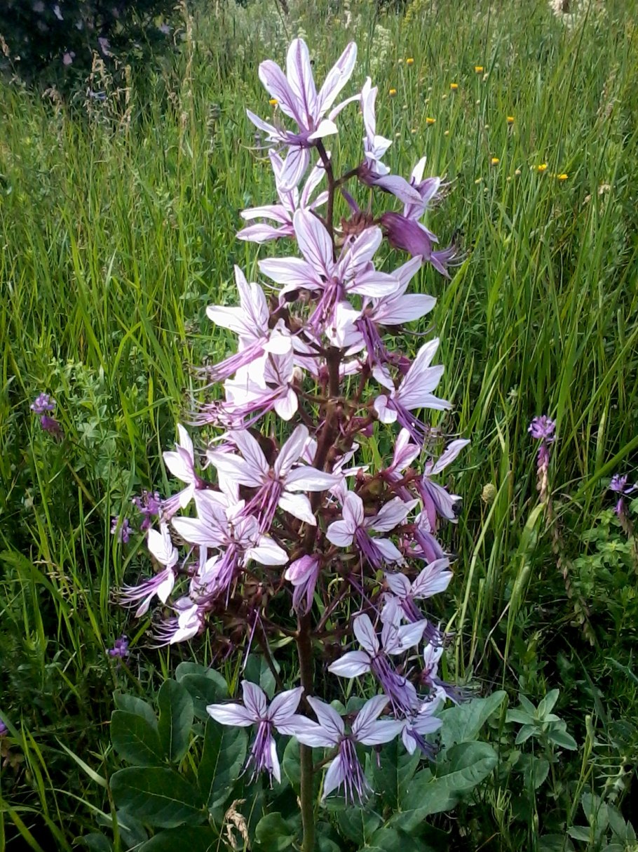 Ясенец кавказский