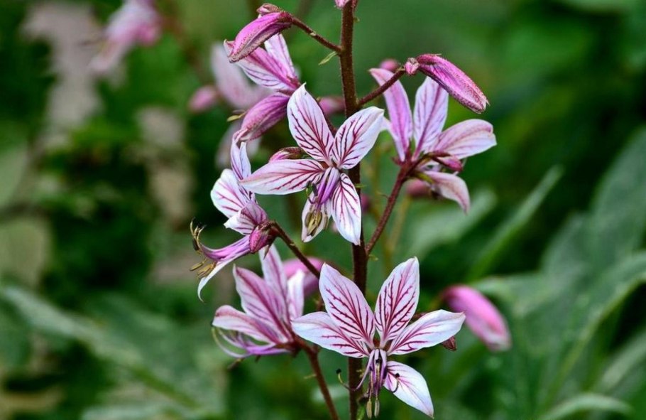 Ясенец белый (Dictamnus Albus)