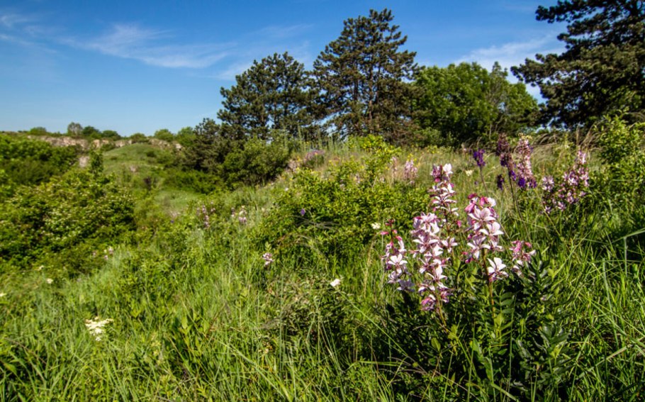Ясенец голостолбиковый цветение