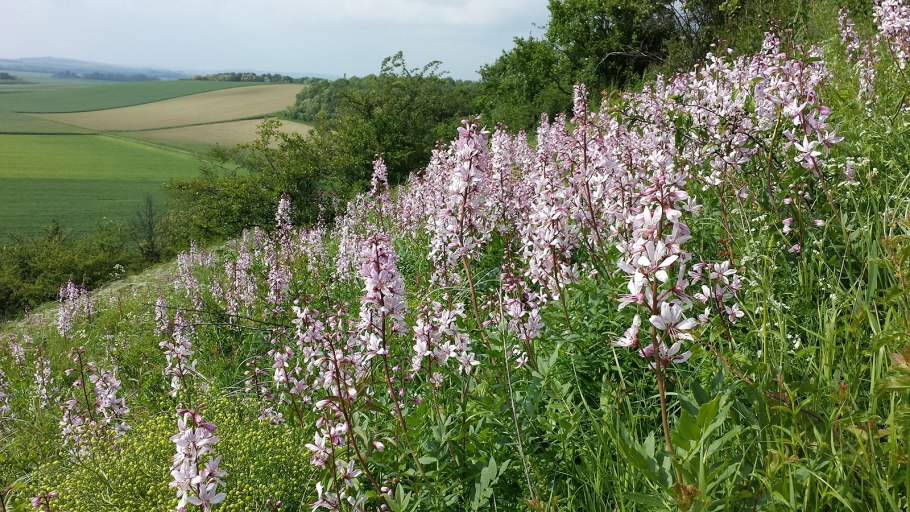 Диктамнус ясенец Неопалимая Купина