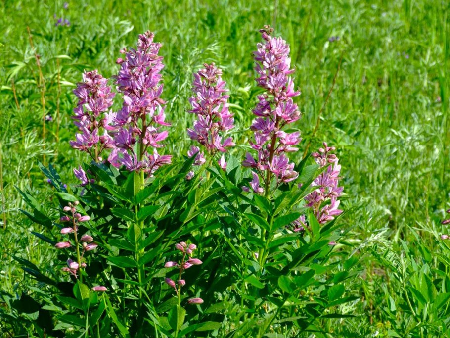 Неопалимая Купина растение