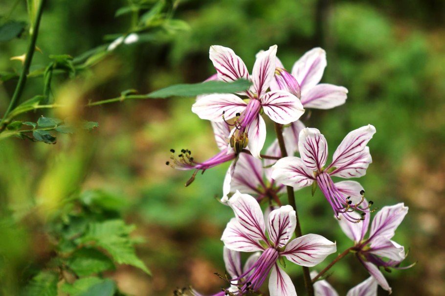 Ясенец белый