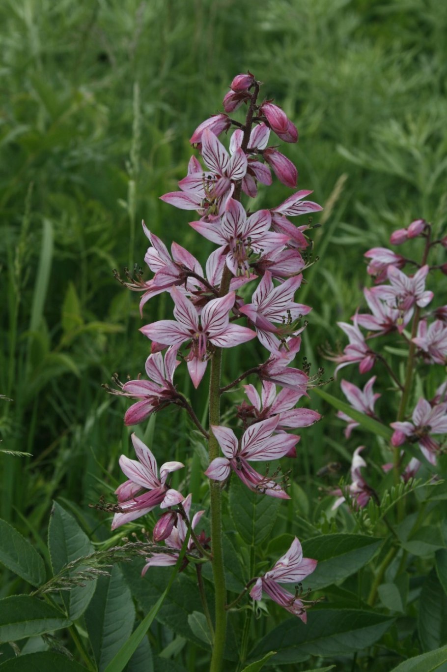 Ясенец мохнатоплодный