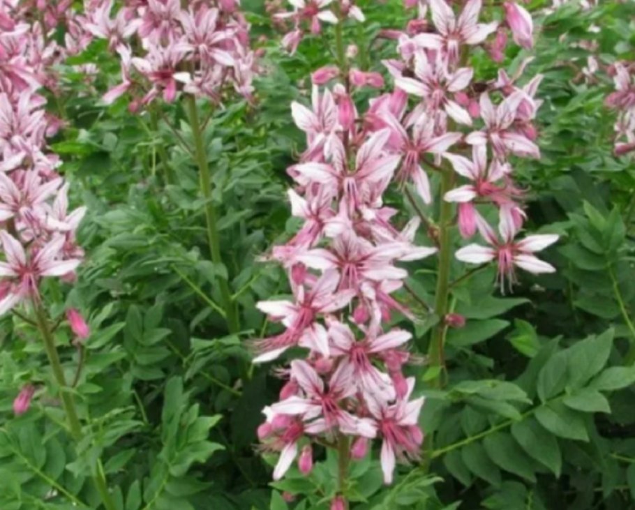 Диктамнус ясенец неопалимая купина