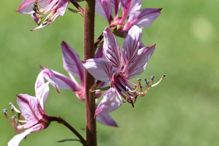 Ясенец мохнатоплодный Dictamnus dasycarpus