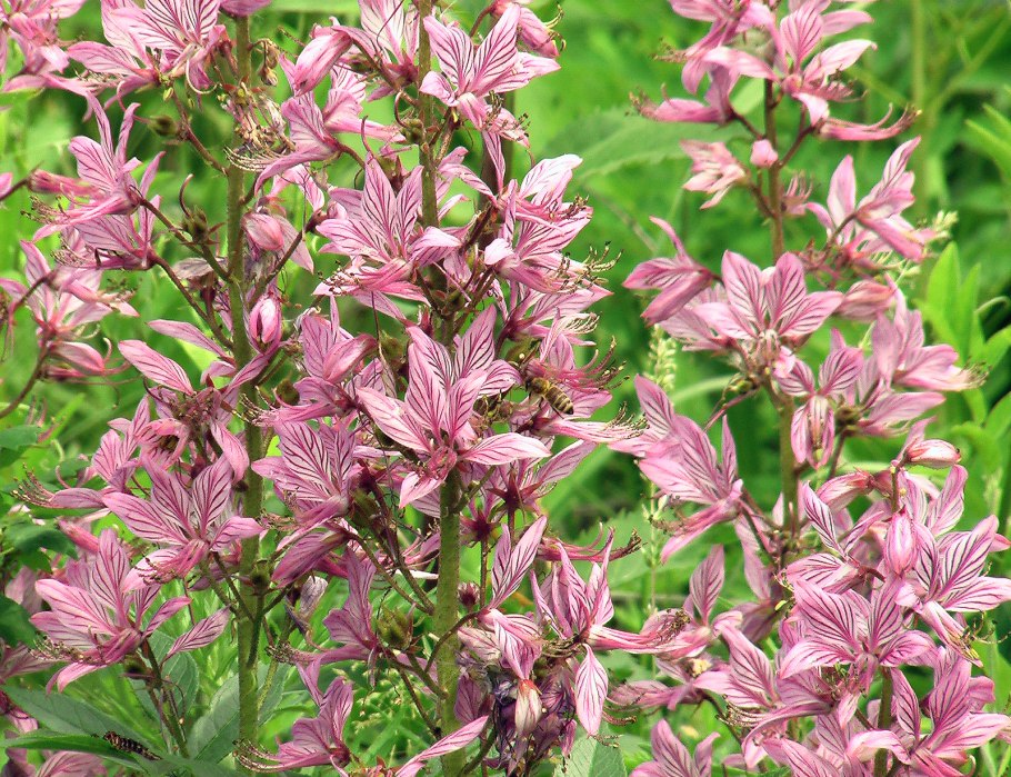 Ясенец мохнатоплодный