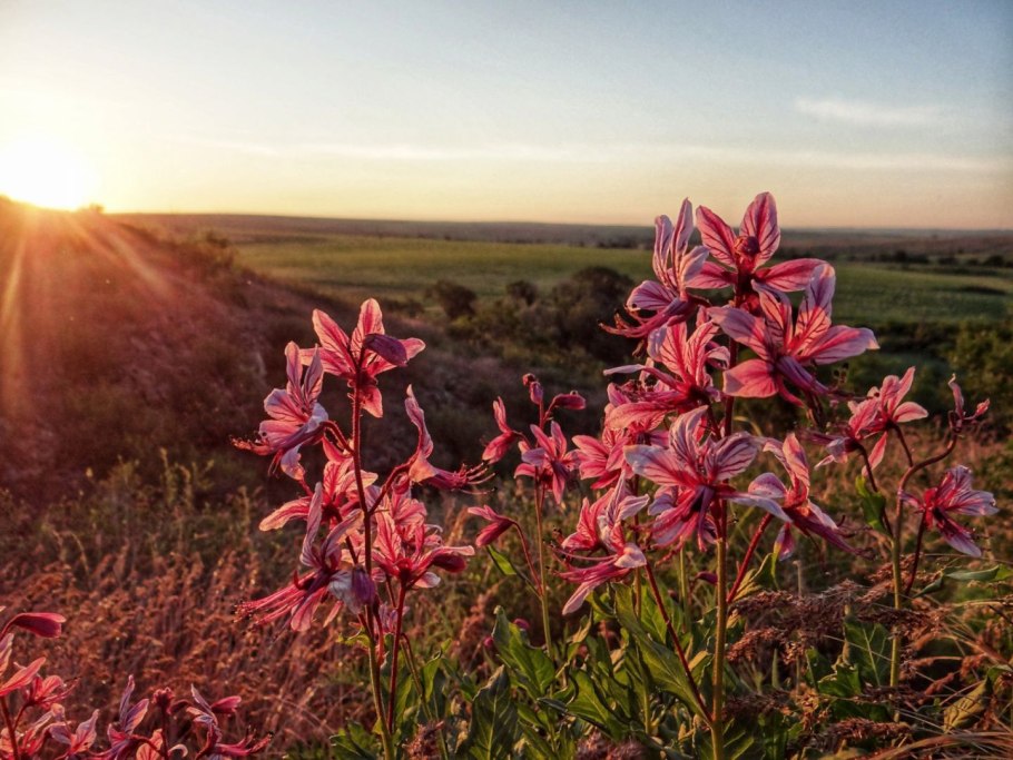 Диктамнус ясеневый Неопалимая Купина