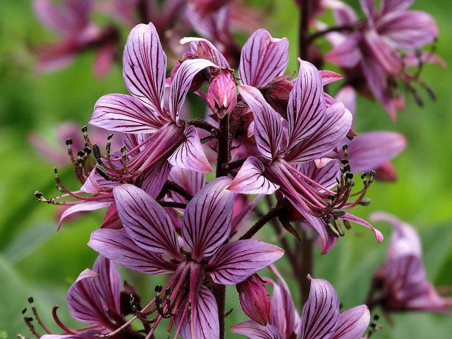 Ясенец (Неопалимая Купина) белый Шафран