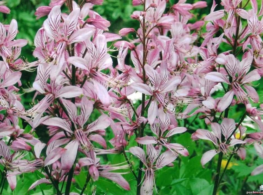 Диктамнус ясенец неопалимая купина