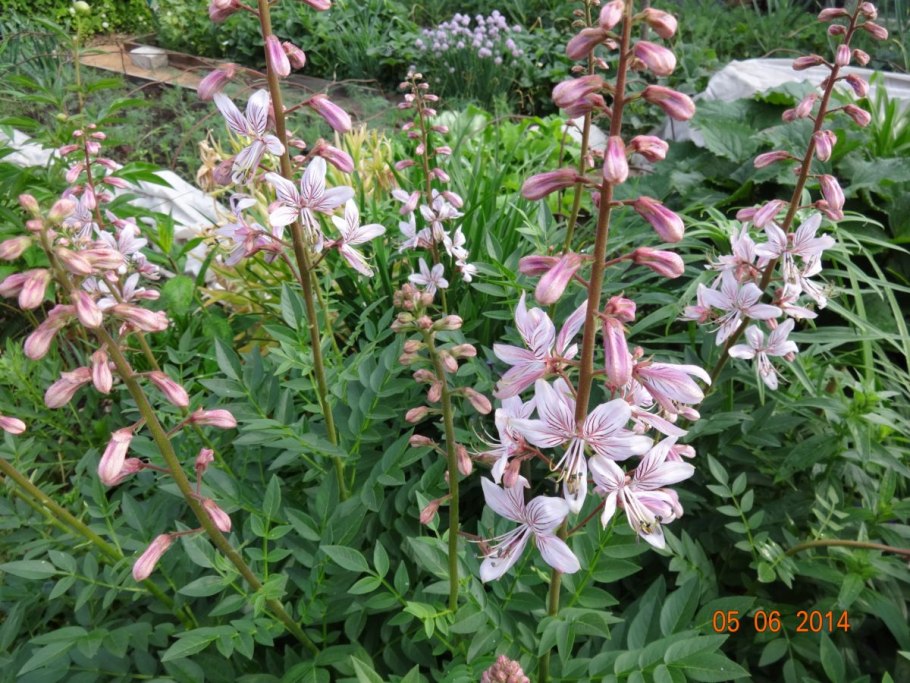 Ясенец семена