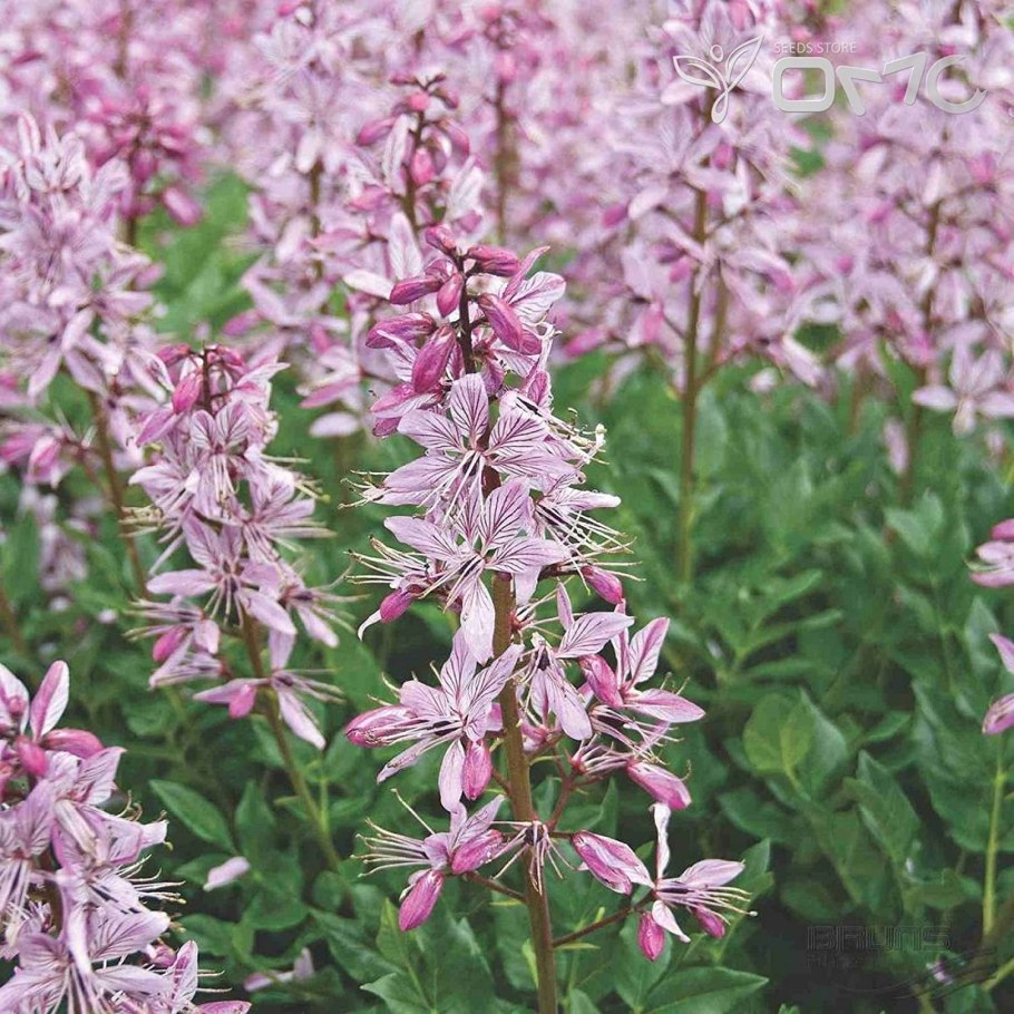 Dictamnus angustifolius