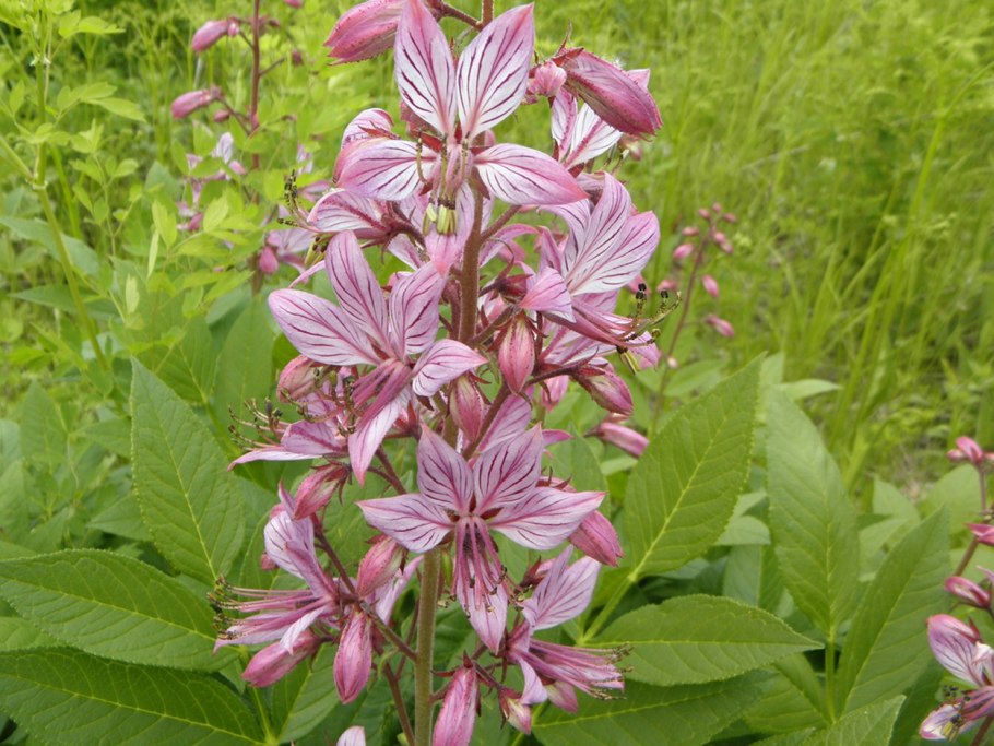 Ясенец неопалимая купина