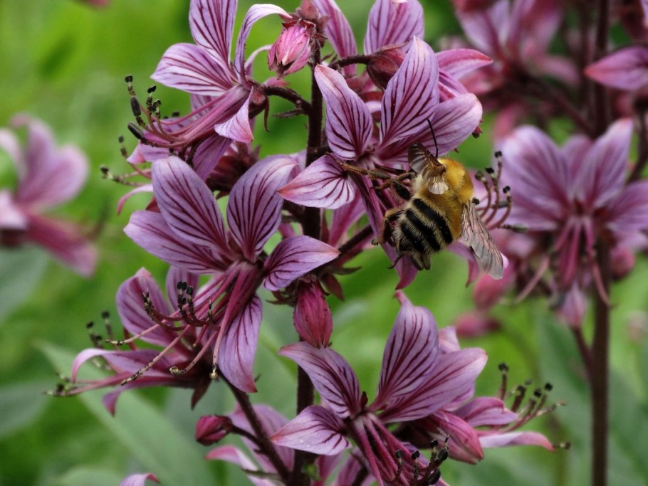 Ясенец Неопалимая Купина