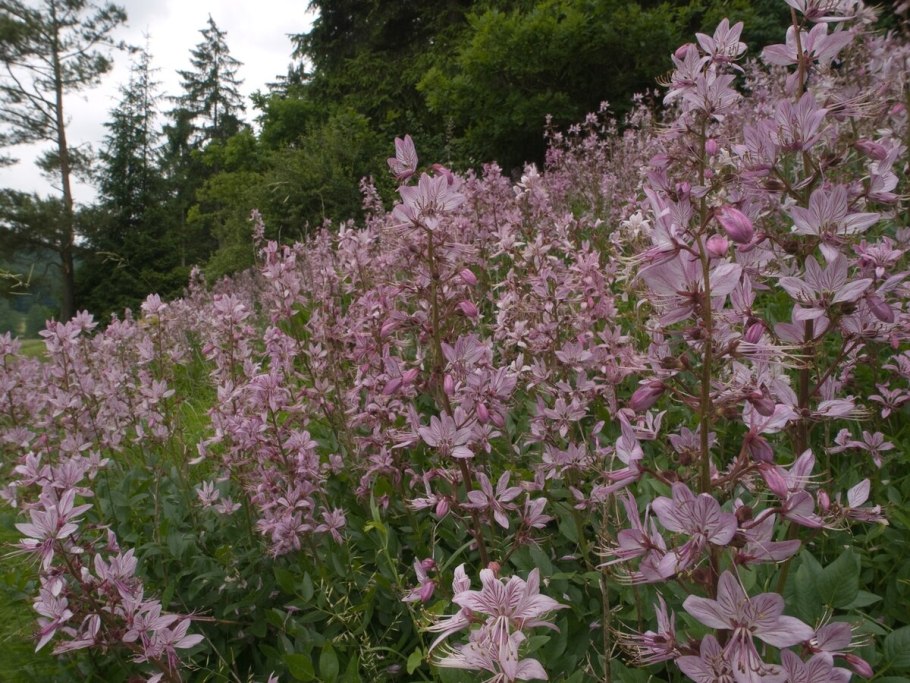 Диктамнус ясневидный неопалимая купера