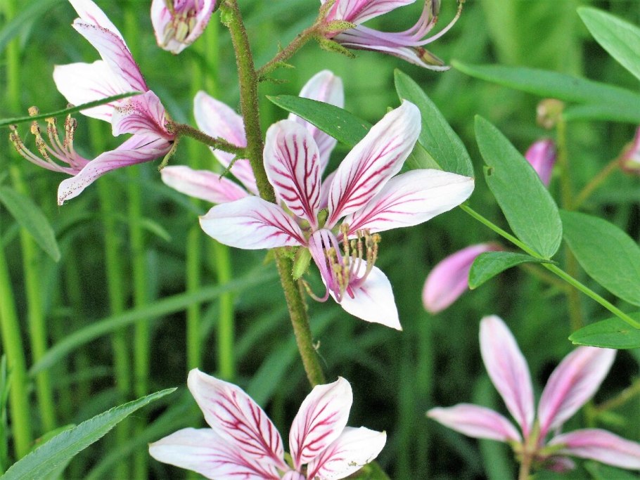 Ясенец в Амурской области