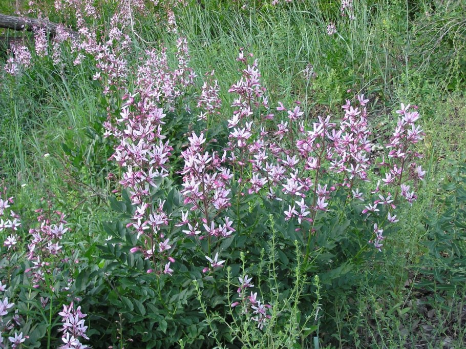 Купина Неопалимая фото