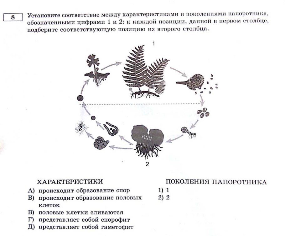 Жизненный цикл папоротника схема егэ