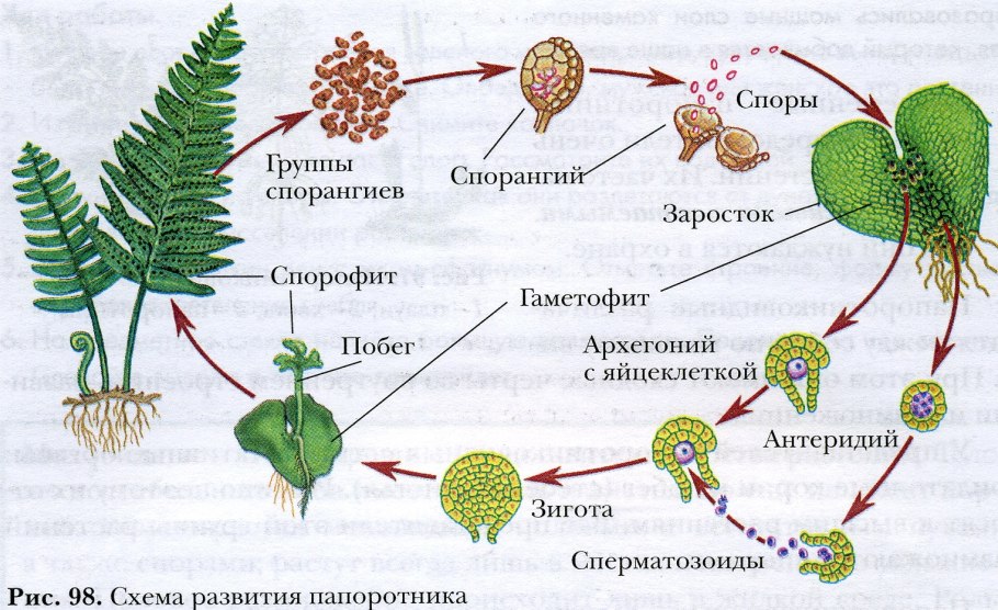 Цикл развития щитовника мужского схема