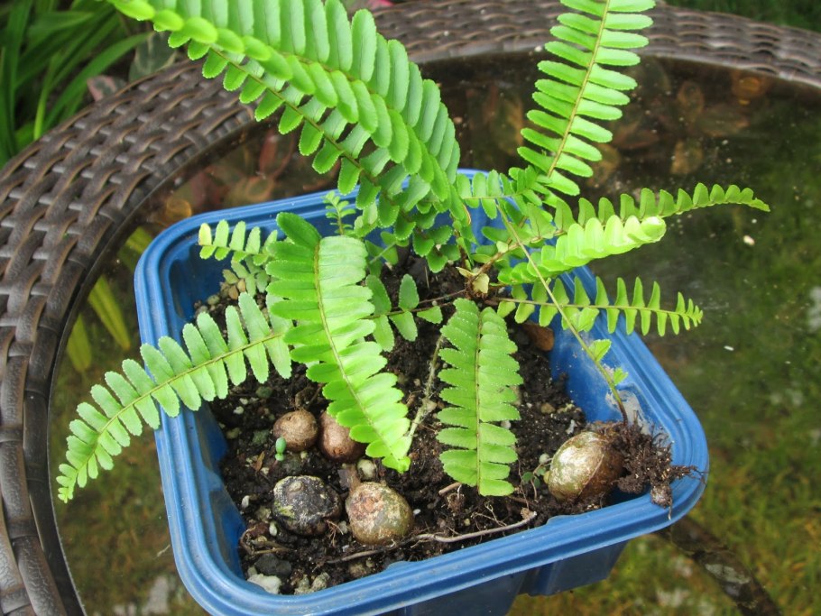 Нефролепис виталь