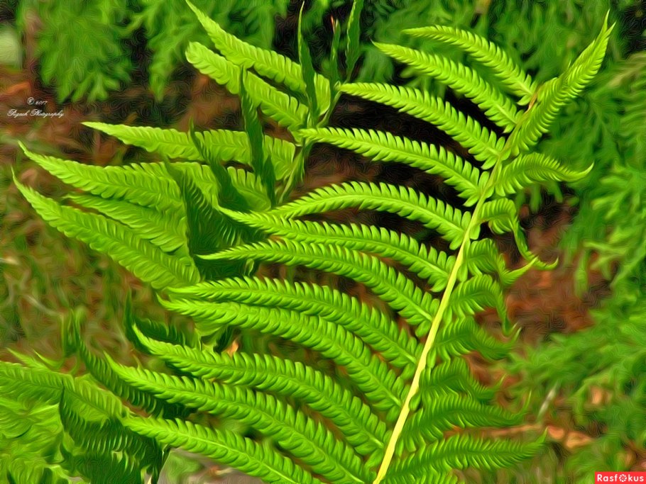 Орляк обыкновенный папоротник