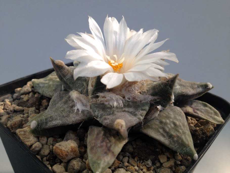 Ariocarpus fissuratus Godzilla