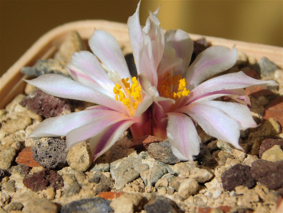 Ariocarpus furfuraceus