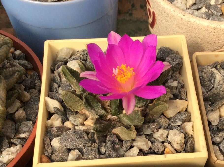 Ariocarpus retusus var. Furfuraceus