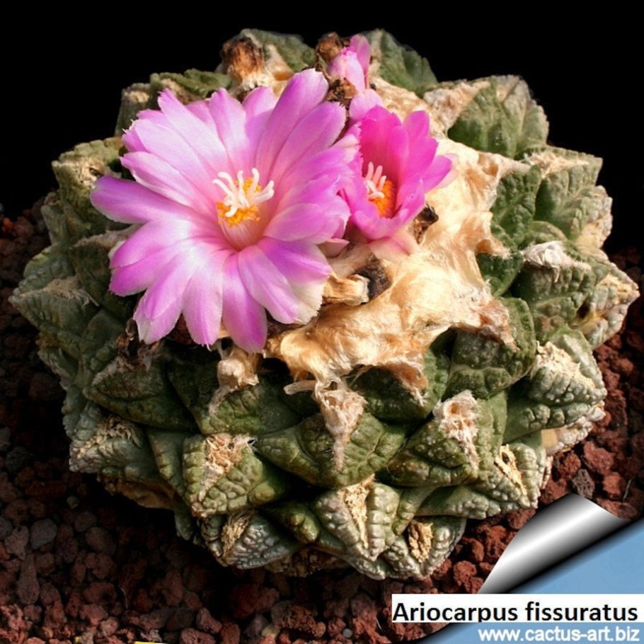 Ariocarpus fissuratus VM 248