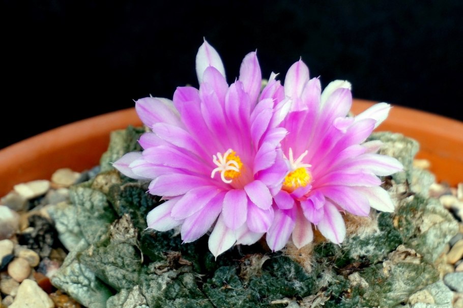 Ariocarpus retusus