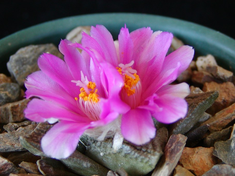Ariocarpus Элоди