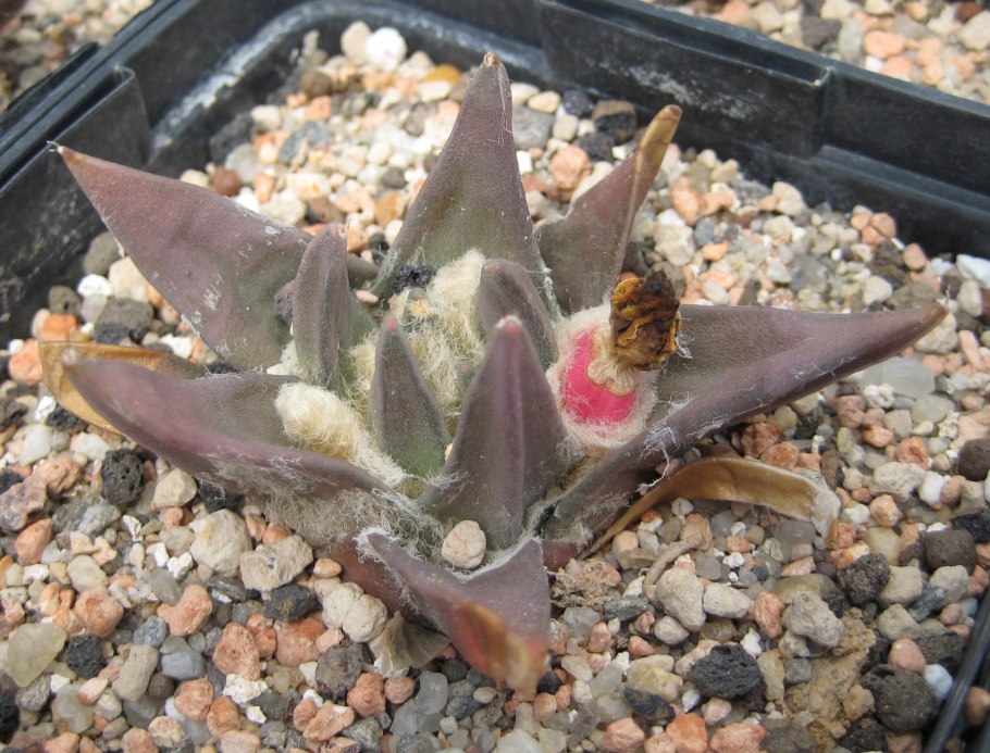 Ariocarpus scapharostrus rs695
