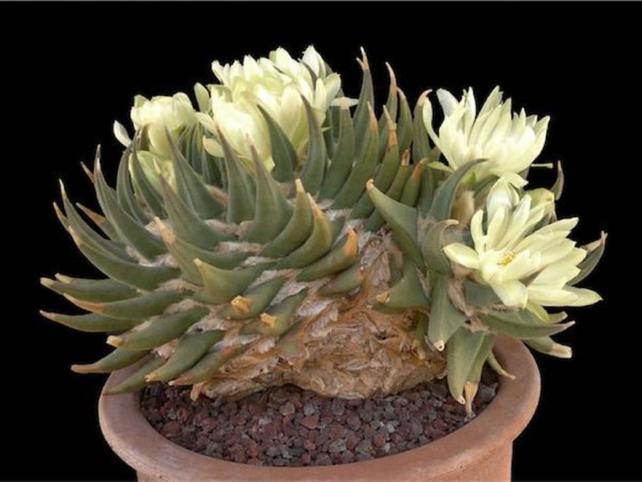 Ariocarpus fissuratus («живые камни»)