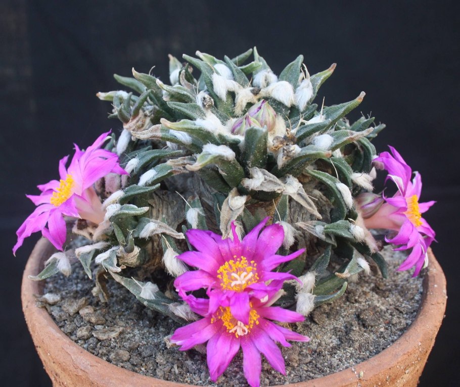 Ariocarpus trigonus v.elongatus