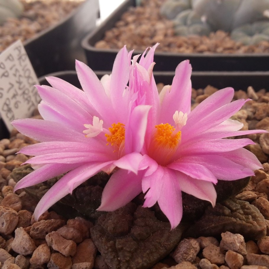 Ariocarpus fissuratus