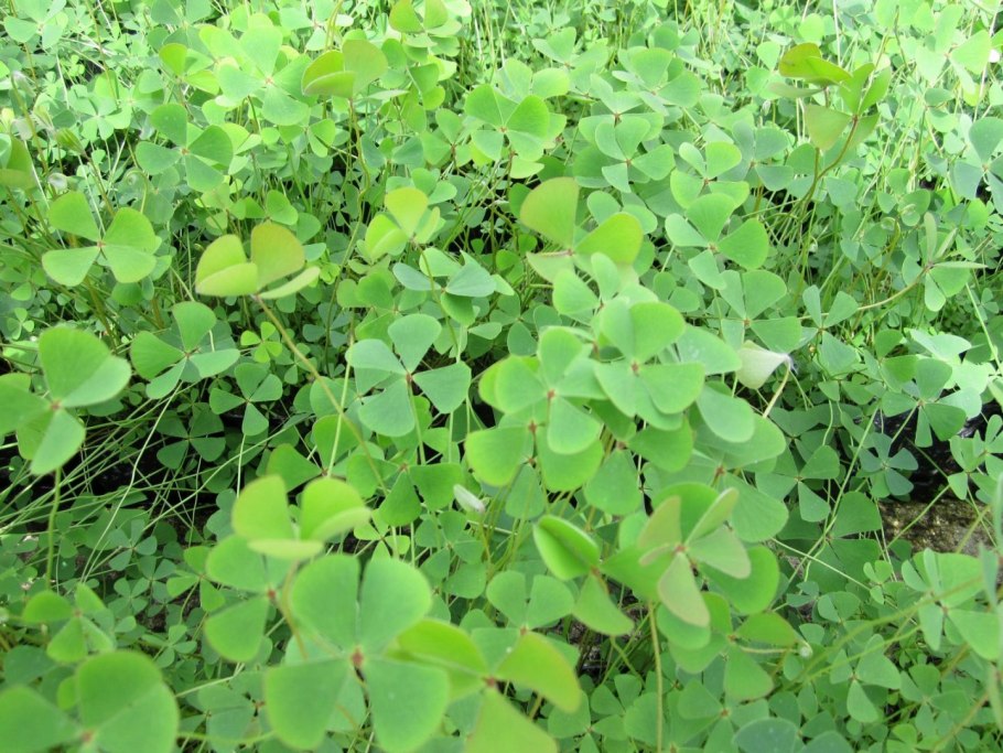 Марсилия Ангустифолия