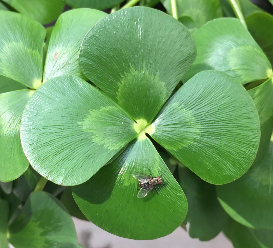 Марсилея Египетская — Marsilea aegyptiaca