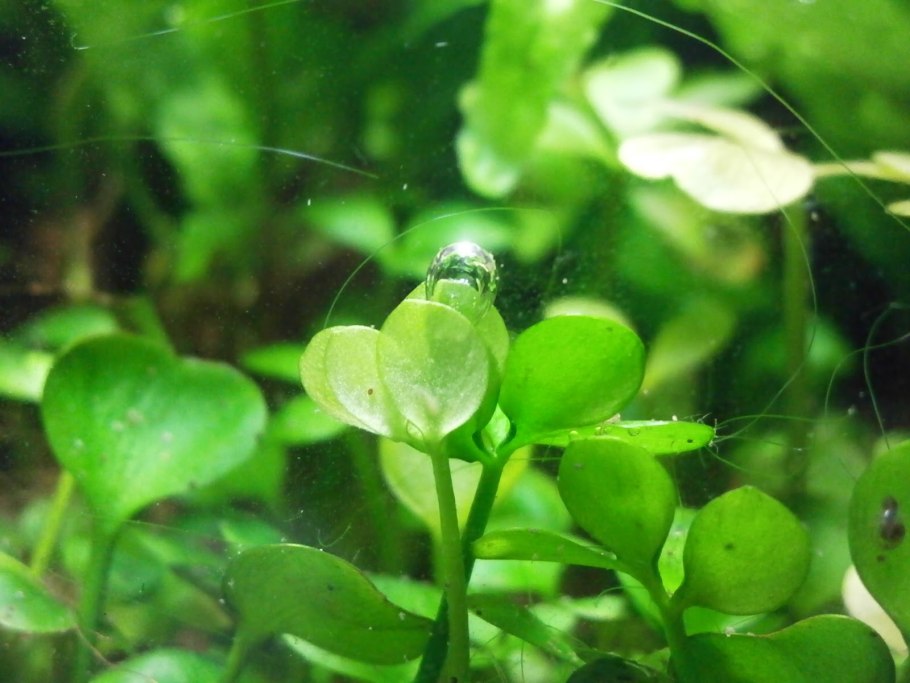 Марсилия четырехлистная в аквариуме