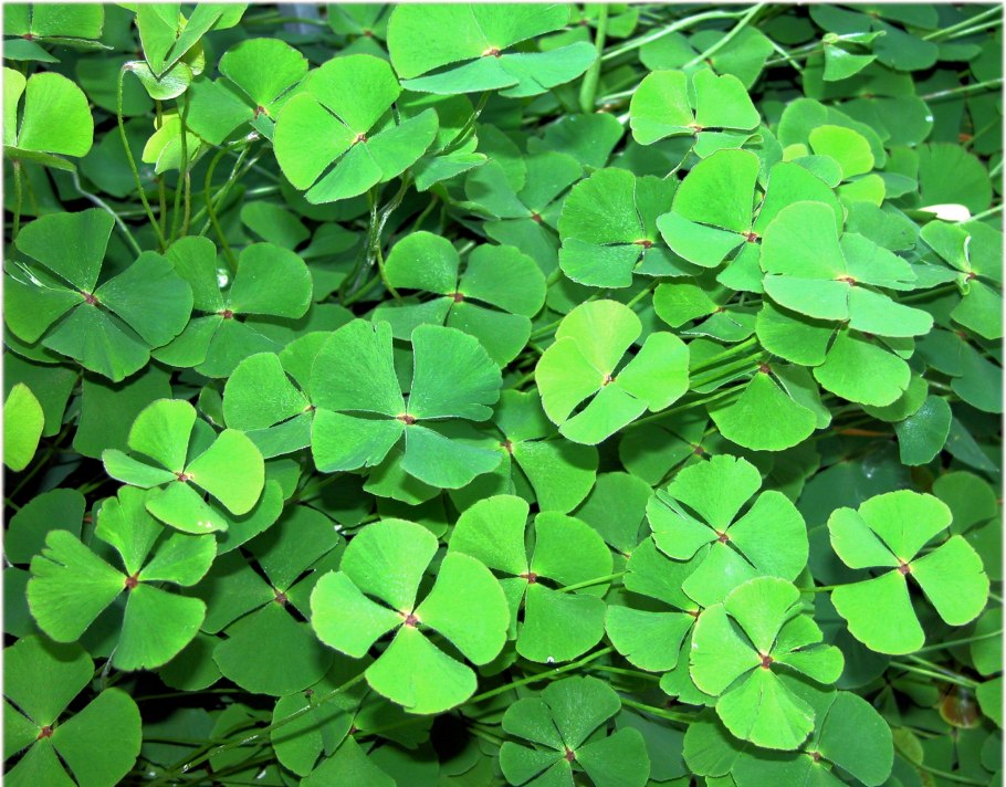 Марсилия почвопокровка