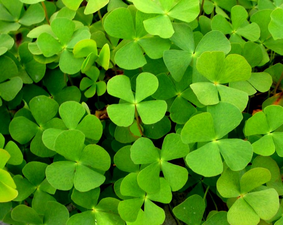 Марсилия четырёхлистная